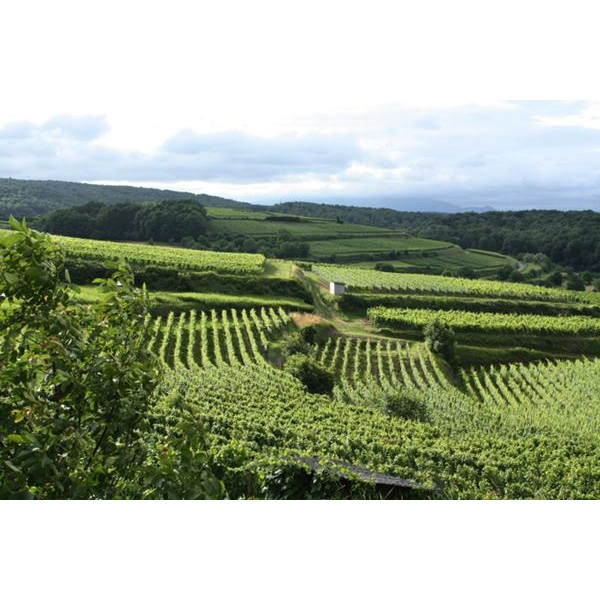 PROFESIONALNE VINOGRADNIŠKE ŠKARJE VESCO A1