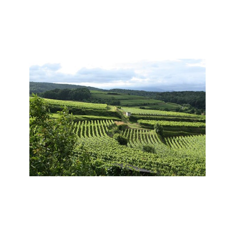 PROFESIONALNE VINOGRADNIŠKE ŠKARJE VESCO A1